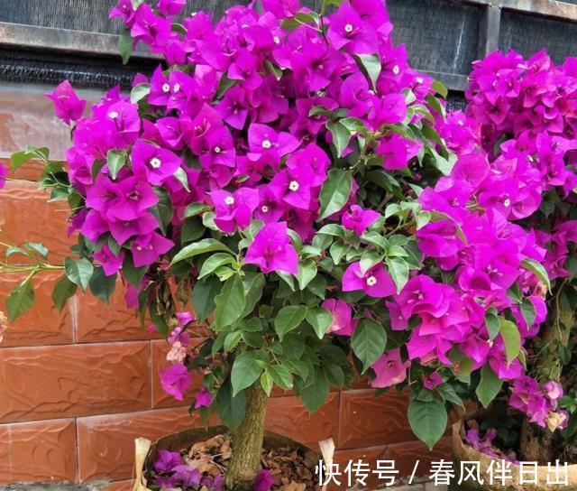 茶花|秋季养花的首选目标,这4款榜上有名,全赖漂亮又好养的优势