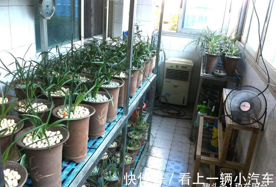 阳台养兰:光照强度影响着兰花的颜值与长势,还可调控花期哦!
