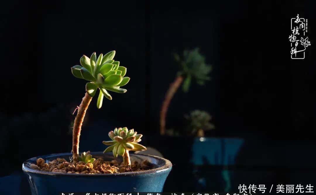 多肉——入了我的时光画卷!