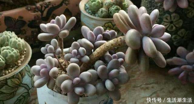多肉老桩常见的5种形态,学会区分,养多肉的道路能进阶一大步!