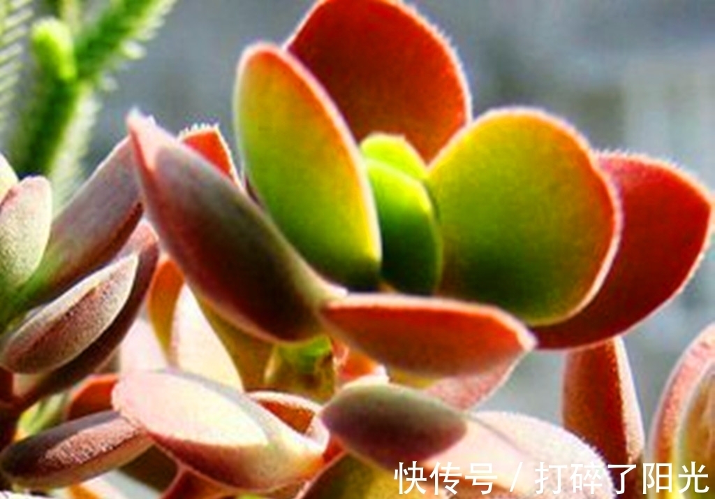 唐印|看到5种多肉,仿佛置身优美景色之中,满目都是美不胜收