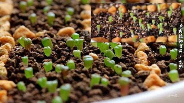 会开花的“石头”番杏科多肉植物“生石花”的养护心得！