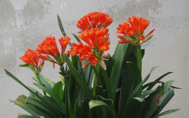 根系|君子兰开花有4把“锁”,明白人逐一打开,想不开花都很难