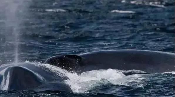 物种 地球不为人知的15大秘密,第一个你就不知道