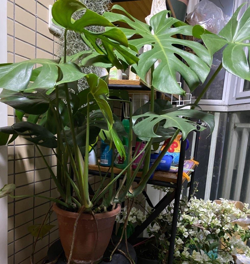 湿润|3种盆栽四季常绿,叶很多很翠绿很好养,在阳台上一直很美