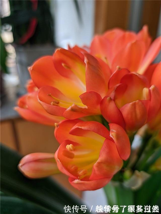 君子兰最爱“3种肥”,很好找,花瓣红硕喜气,叶片肥厚绿油油