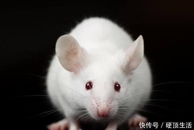 循环研究|胎儿竟会在肚子里偷偷“保护”妈妈,这些暖哭了的表现你知道吗?