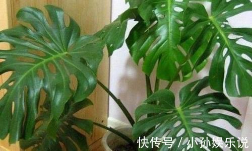 龟背竹|有钱人家里都养这5种花,身体越住越健康,家人起码长寿十年