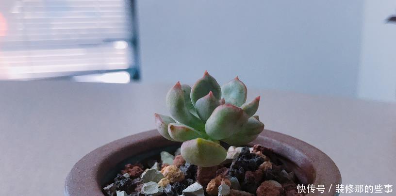 根部|出现这4种状况,就该给多肉换盆了,别犯懒!