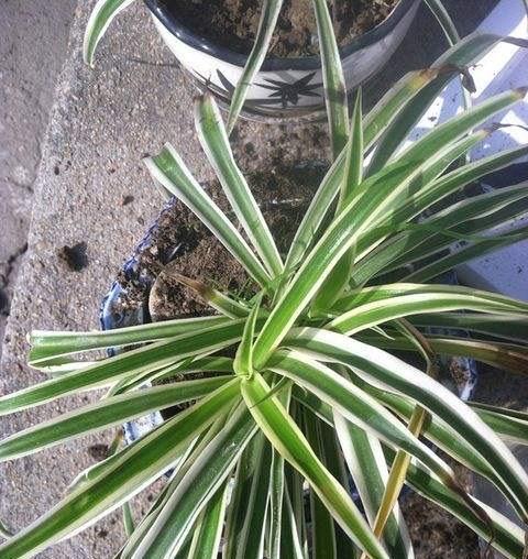 吊兰不用施肥换盆,用一招,快速疯长,1个月大变样,长爆盆