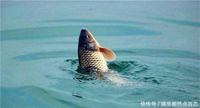 饵料|一半钓鱼人还不知,秋钓出现这3种情况,说明找底出了问题!