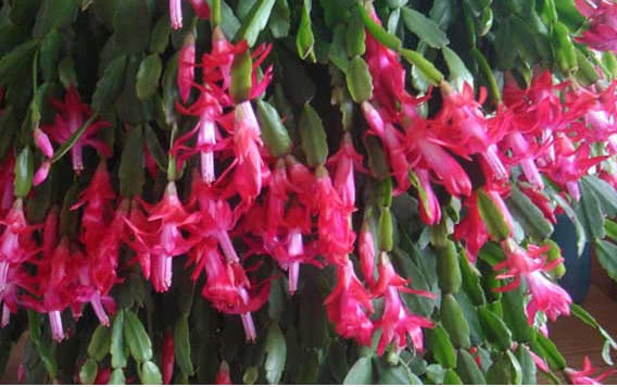 蟹爪兰花谢后,每7天涂点“催花水”,不出半月就再次冒花苞了