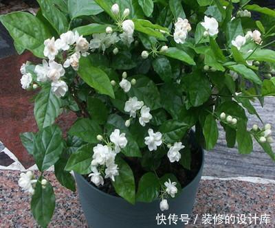做好|冬天养茉莉花,做好3件事很关键,安全春化,来年才能顺利开花!