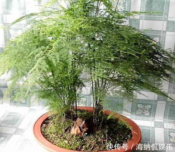 盆栽花草病害连连,全赖这些坏习惯,爱养花的你占了几样