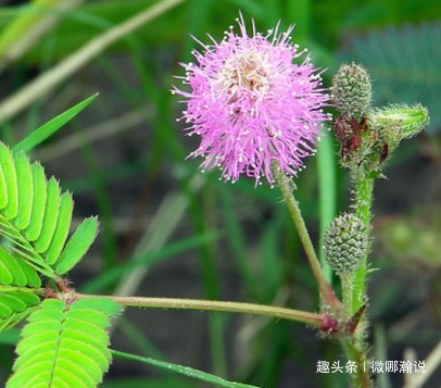 此花象征着羞涩的爱情,宛如一个懵懂少女般,对爱情的兴奋激动