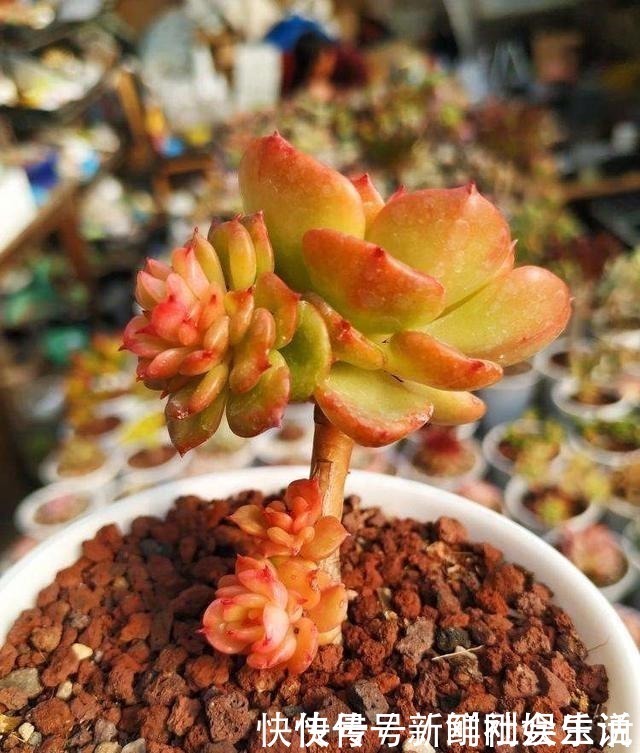 艾伦|养多肉,就养这“6盆”,越长越肥,颜色越来越好看,太美了!