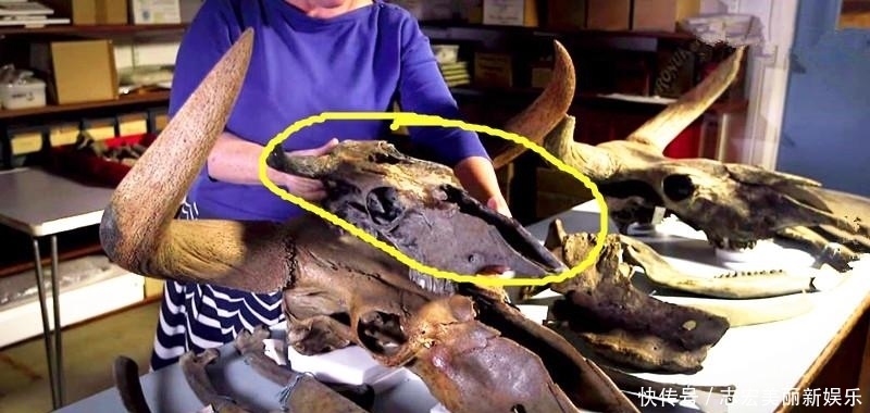 基因|纳粹掌握了基因改良技术?史前巨型野牛复活计划居然成功了