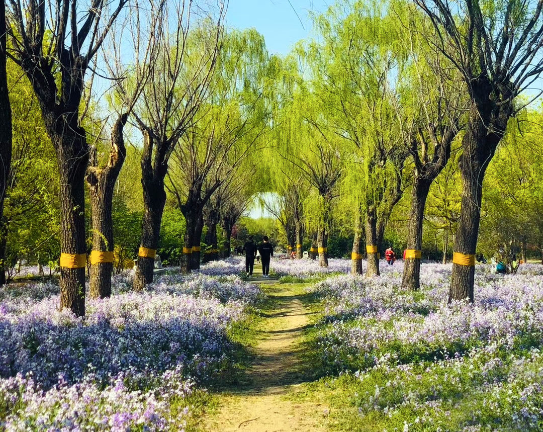 北京小众赏花地，二月兰花海迎客，免费景美，可惜没水