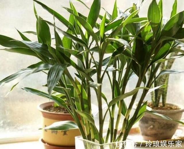 养护|这4种花,“大胆”浇水长得更好,水越多根越旺,开花你就赚了!