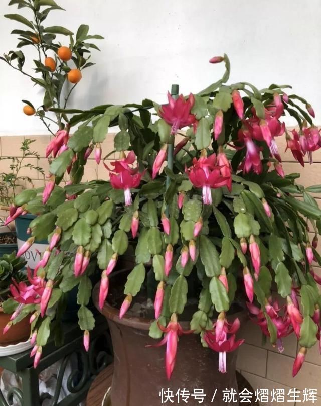 叶仙|蟹爪兰插萝卜上,也能嫁接?这波操作还是头一回见