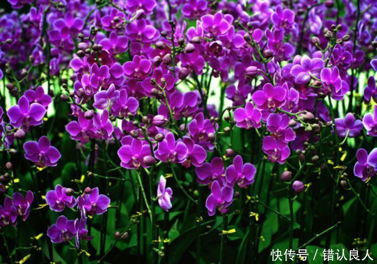 女性养生,多吃此食物,滋补身体,益气补血,提高人体免疫力