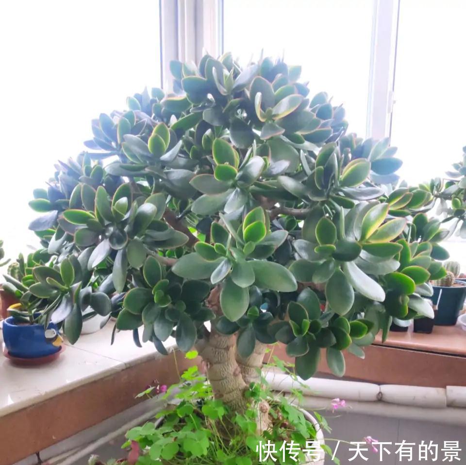 “穷养”5种花,用小花盆栽种,多晒少管更利于生长,又美又值钱