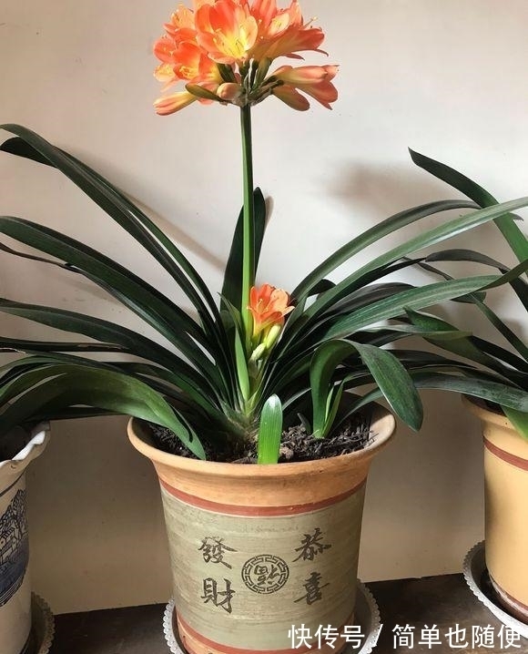 日常给“君子兰”浇水,是浇透好?还是不浇透好?快来看看吧