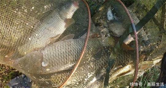 麦麸子|野钓秘方窝料、饵料配方大揭秘,可以让你的鱼获翻倍哦