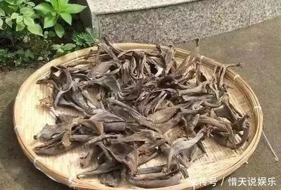 花卉|秋天准备“抗冻肥”,给君子兰、蟹爪兰“喂上”,长得旺、开花多