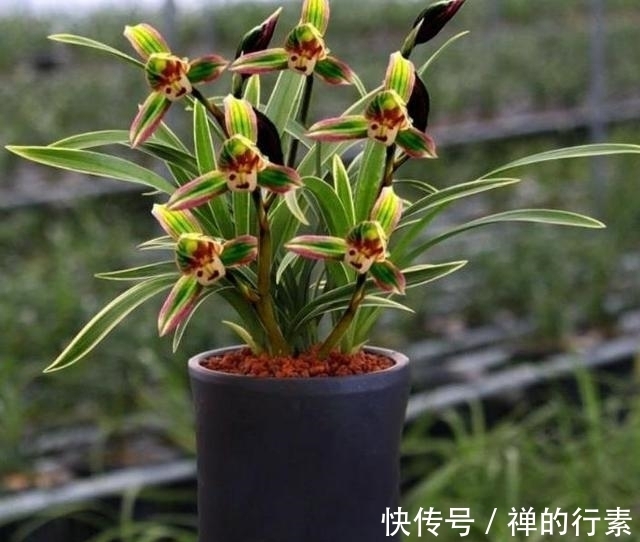 三面|宋代穷困潦倒的诗人陈师道,面对邻居赏春邀请,只能以诗婉拒了