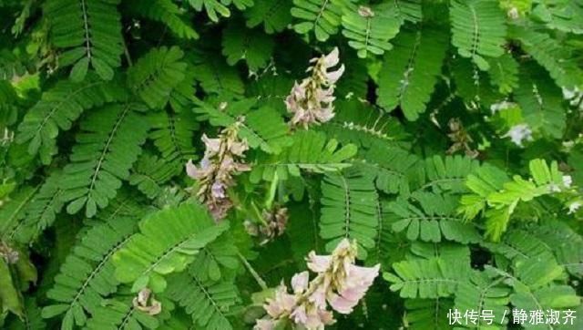 扎堆|农村异草扎堆，可惜无人识全当作野草，此物名为鸡骨，药效很惊人