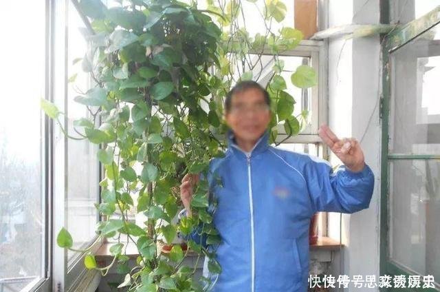 10米长的绿萝,阳台放不下了,看看他是怎么养的吧