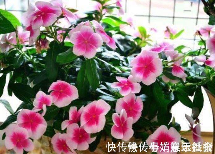 土壤|4种花很好养，耐热耐晒更耐旱，养一盆一年四季都在开！