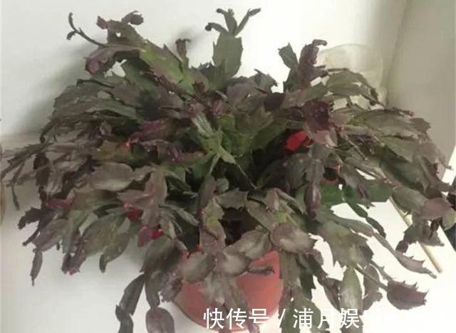 夏天|到了夏天，蟹爪兰叶子“耷拉、断裂”，没有放对位置，赶紧搬