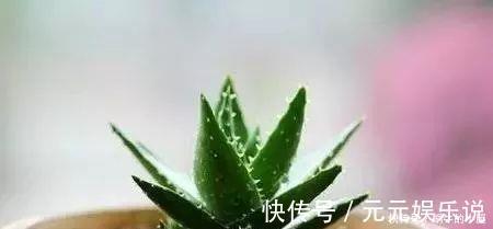二氧化碳|家里养这12种“吸毒”绿植,净化空气,老人小孩少生病
