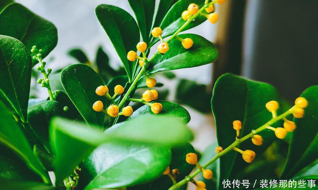 重视健康的人,从不在封闭阳台养“喷香”花,看起来很美,害处大