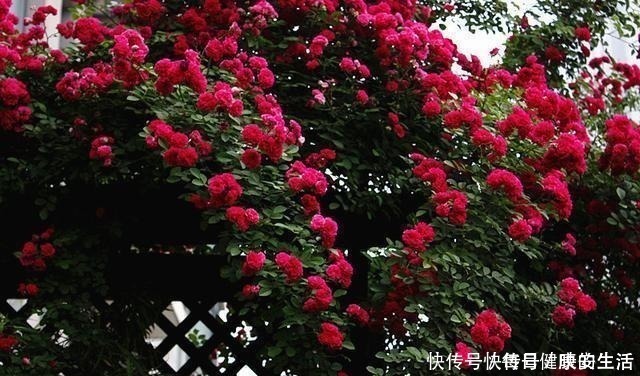 蔷薇花|少抽两包烟,此花也要舍得栽两株,花开230天,花香能飘百米远!