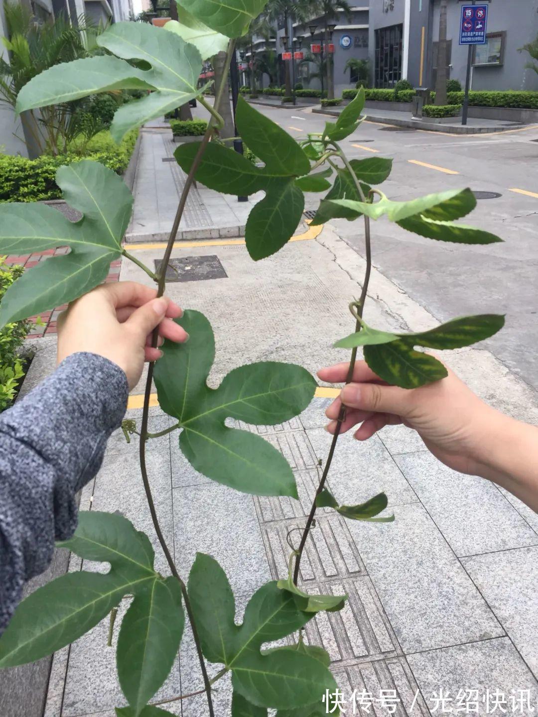 大粗杆插土里，7天生根，当年结果压弯枝，不用买水果了！