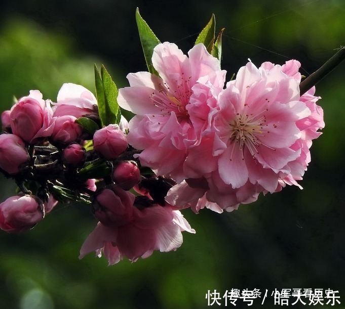 此花是桃花中的极品，树姿优美花姿迷人，具有消除仇恨的意思