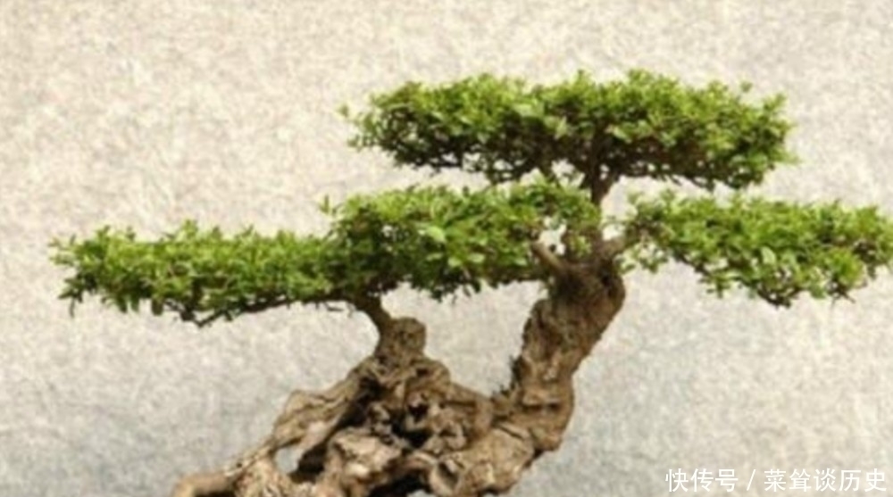 素材|野外5种常见的树,制作成盆景,美观大方,观赏价值高