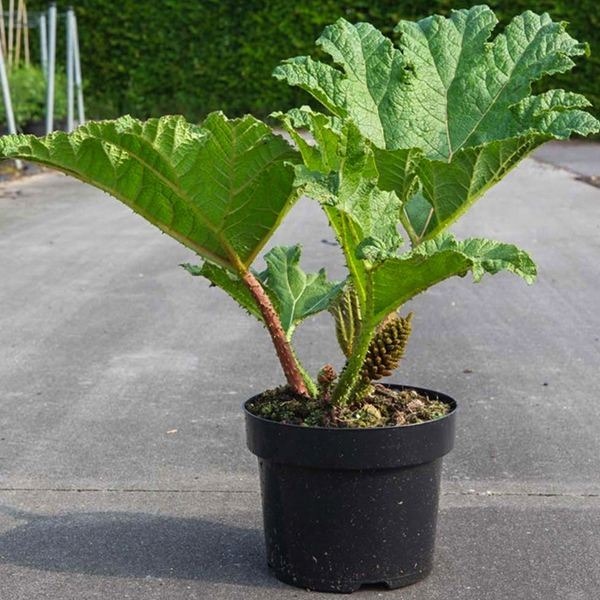 阳台|世界最大的叶子是它,1片能给10人遮雨,阳台种一盆就挤爆!