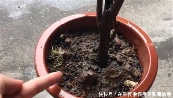 花肥|花盆里撒一把,不管多蔫多难养的花,几天根壮叶绿,不黄叶不烂根