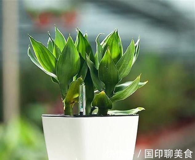 水培富贵竹生根了，如何换水，知道此几个小妙招，轻松即可搞定