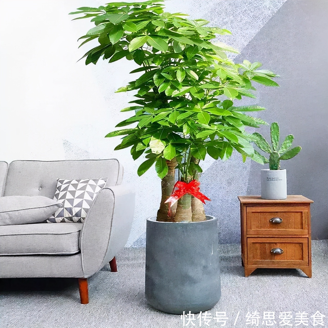 客厅想养“健康花”,建议从这12种里面选,不仅养人,还大气吉祥