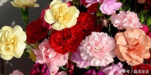 养花就养个花期长的,花大色艳,粉嫩丰腴,绚丽夺目