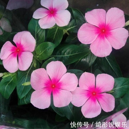 盆栽|这种花卉盆栽一开就是10多个月,好养易活浇点水就爆盆,美极了