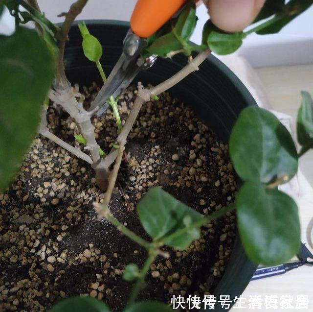 盆栽茉莉花，冬天这样养，枝条壮实好过冬，明年还能开5茬！