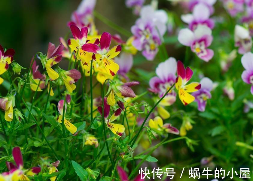 角堇|秋天去种这种花,整整半年有花看,花型奇特五颜六色