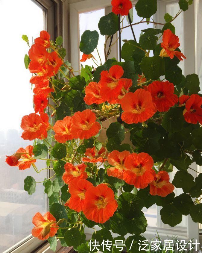 封闭阳台养啥花?这款很不错,打理容易,花繁叶密,多季重复开