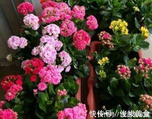 四种懒人花,光照不好也开花,扔角落不用管,对待新手很友好